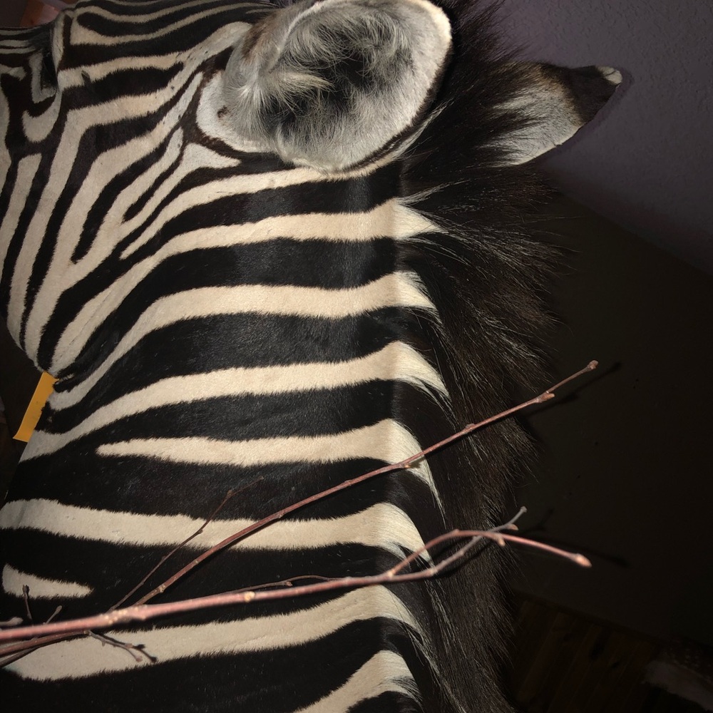 Zebra - Picture 6 of 11